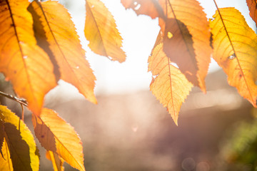 Fototapeta na wymiar Autumn color in cherry tree leaves