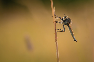 Robber fly, Asilus crabroniformis sitting on grass. Close portrait of rare scary insect. Summer picture of interesting insect predator in its natural environment.