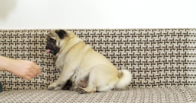 Cute pug. Dog Commands. Teaching, training turn around command, dog exposed belly, roll on back, roll over.   Inellegent, clever dog. 
