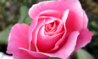  Pink flourishing rose