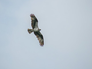 Osprey soaring in the sky