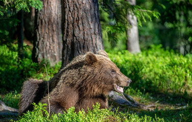 Brown bear  in the summer forest. Green natural background. Natural habitat. Scientific name: Ursus...