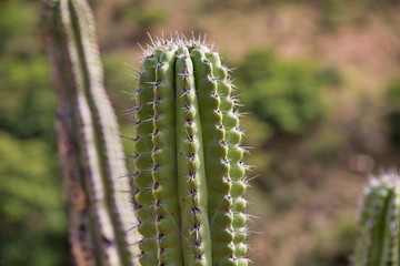 Closed Up to spined Cactus with clouds, blue sky