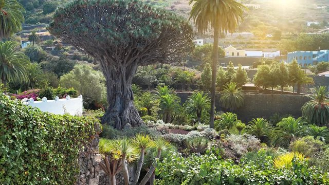 Drago de Icod de los Vinos or El Drago, also known as Drago Milenario, is oldest and largest living specimen of Dracaena draco or dragon tree, Parque del Drago, Icod de los Vinos, Tenerife, Spain