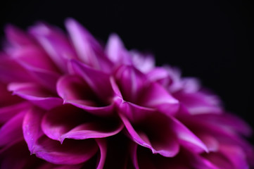 purple close up petals dahlias