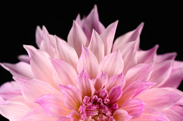 pink petal flower black background