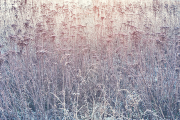 Dry and frozen plants on the meadow at sunny winter morning time.