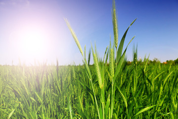Obraz premium green wheat field close up