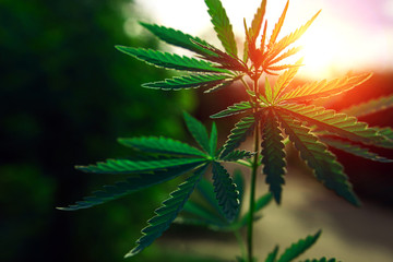  marijuana  background at sunset. bush cannabis. - obrazy, fototapety, plakaty
