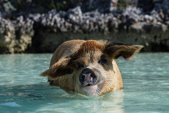 swimming with pigs, Bahamas, Exuma, pig beach