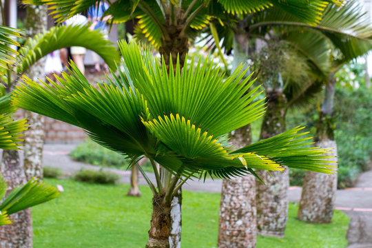 gef&auml;cherte Palme