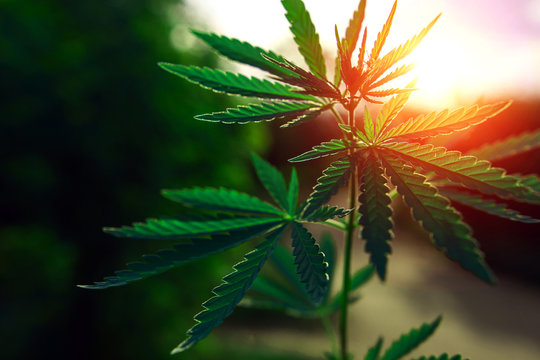  marijuana  background at sunset. bush cannabis.