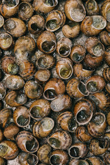 Top view of a tray of snails prepared for cooking
