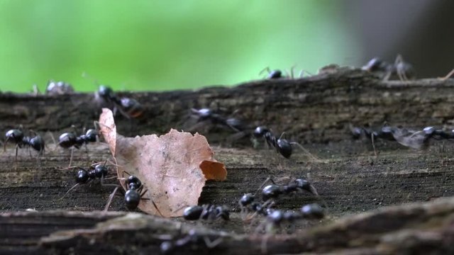 Ants carry leaves for build anthill - (4K)