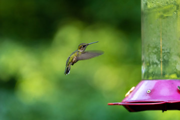Humming bird feeding at bird feeder