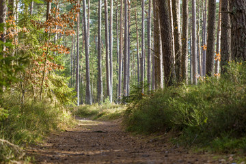 A footpath in the forest