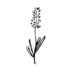 Lavender vector hand drawn. Isolated wild flower and leaves. Herbal engraved style illustration. Detailed botanical sketch for organic cosmetic, medicine, aromatherapy, beauty store, perfume,