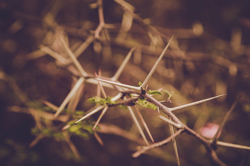 sepia wallpaper with big thorns
