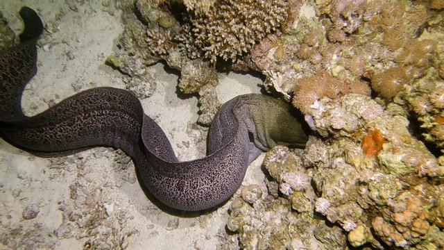Giant moray eel hunting at night at a colorful coral reef. Beautiful Aquatic Underwater Wildlife footage.