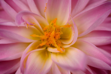 close up dahlia stamen orange and pink 