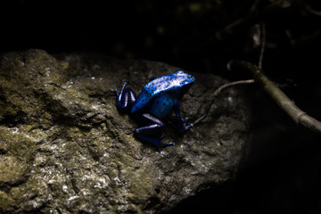 Blue Frog