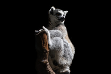 Lemur