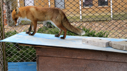 sad animals in the cages