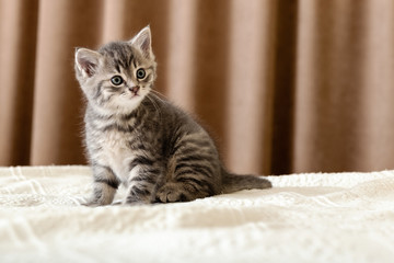 Cute tabby kitten sitting on white plaid at home. Newborn kitten, Baby cat, Kid animal and cat concept. Domestic animal. Home pet. Cozy home cat, kitten. Copy space.