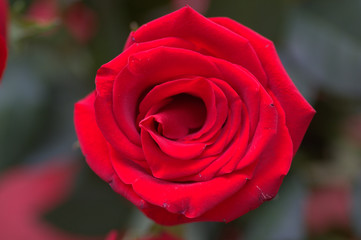 The red flower fo love and passion