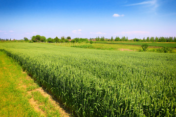 Fototapeta na wymiar green wheat field against a blue sky