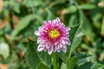 Japanese Dahlia Chouchu or Chouchou in full bloom