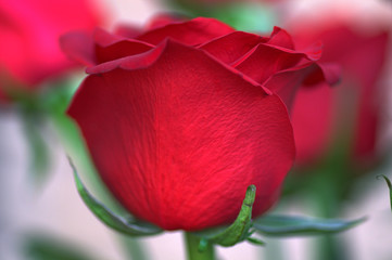 The red flower fo love and passion
