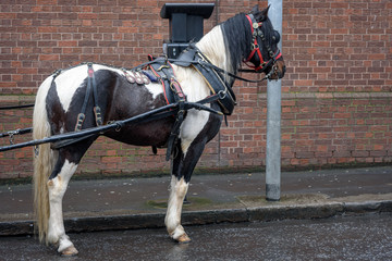 Horse waiting for its customers at  Dublin streets
