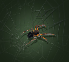Colorful spider in cobweb seen from below
