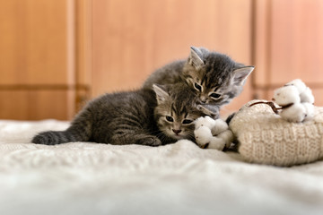 Cute 2 tabby kittens are sleeping, hugging, kissing on a white plaid near knitted warm sweater, natural cotton flowers. Newborn kitten, Baby cat, Domestic animal, Home pet, Kid animal. Cozy home.