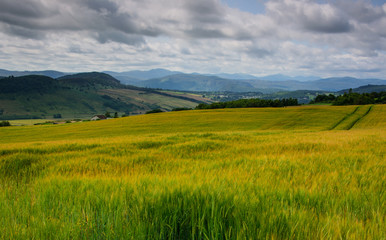 Obraz premium Wheat fields, scotland