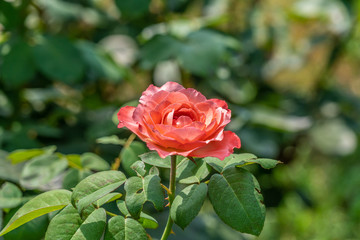 Rose Pink Panther, Flower in full bloom