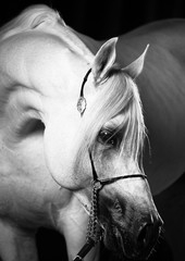 horse p e b