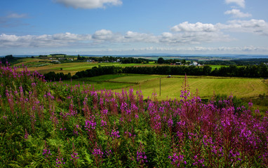 Fototapeta premium farm in autumn, scotland
