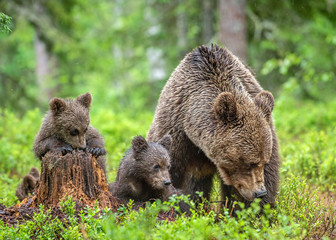 Brown bears. She-bear and bear-cubs  in the summer forest. Green forest natural background. Scientific name: Ursus arctos.