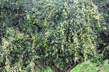 Koroneiki olives on olive tree in Messinia, Peloponnese, Greece.