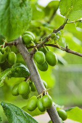 Prunus domestica -  green plum fruit on the branches in plum orchard.