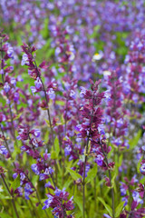 Obraz premium Catnip - Herbal and Medicinal plants Garden.