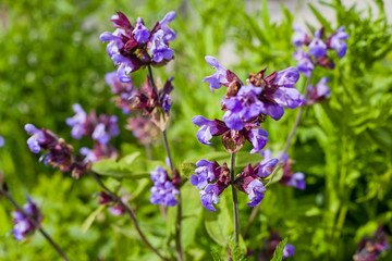 Catnip - Herbal and Medicinal plants Garden.