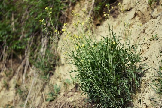 Diplotaxis tenuifolia Wilde Rauke Rucola  an einer L&ouml;sswand im Kaiserstuhl