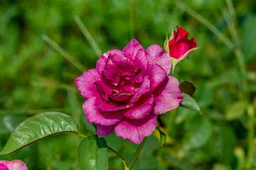 Rose intrigue. Flower in full bloom