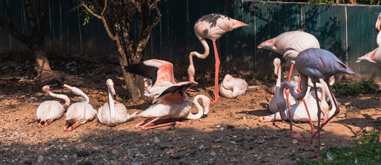 Bandada de flamencos rosas cuidados en cautividad