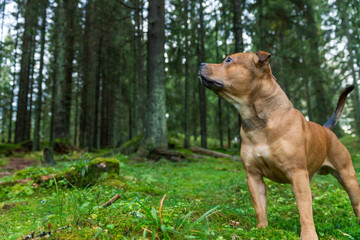 Staffordshire bullterrier outdoors in forest looking up. Animal and dog portrait. Copy space for text. Animal and pet photography concept.