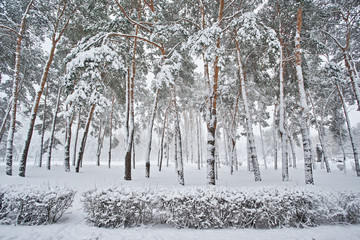 Winter city landscape. Winter park covered with snow.