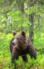 Brown bear  in the summer forest. Green natural background. Natural habitat. Scientific name: Ursus Arctos.